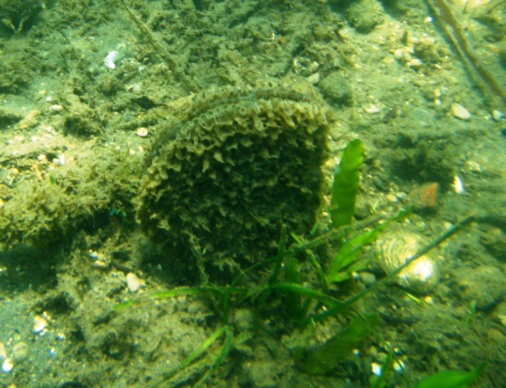 Pinna nobilis a Bacoli